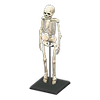 Picture of Skeleton Picture of Skeleton