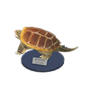 Picture of Snapping Turtle Model