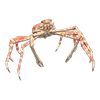 Picture of Spider Crab