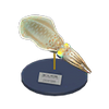 Picture of Squid Model