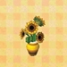 Picture of Sunflower