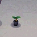 Picture of Sweet-olive Start
