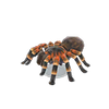 Picture of Tarantula Model