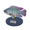 Picture of Tilapia Model