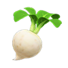 Picture of Turnip