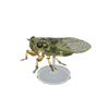 Picture of Walker Cicada Model