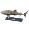 Picture of Whale Shark Model