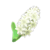 Picture of White Hyacinths