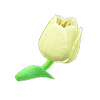 Picture of White Tulips