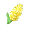 Picture of Yellow Hyacinths
