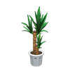 Picture of Yucca