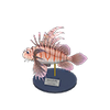 Picture of Zebra Turkeyfish Model